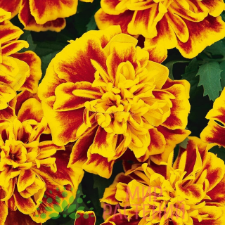 (п.ф.) Бархатцы Бонанза Би,