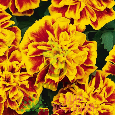 (п.ф.) Бархатцы Бонанза Би,