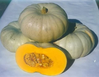 Тыква Краун Принц F1