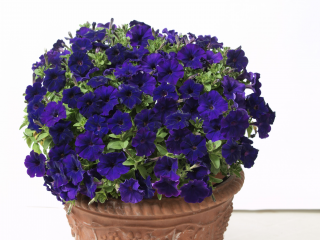 (п.ф.) Петуния Джоконда Блю,