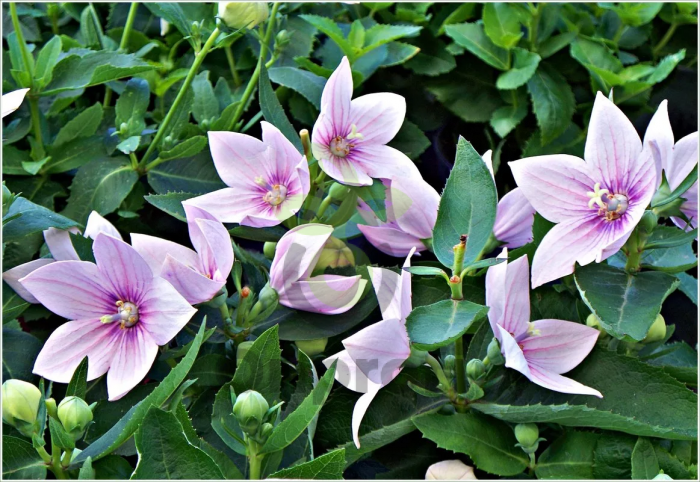 (п.ф.) Платикодон Астра Семи Дабл Пинк, 100шт (№1-68)