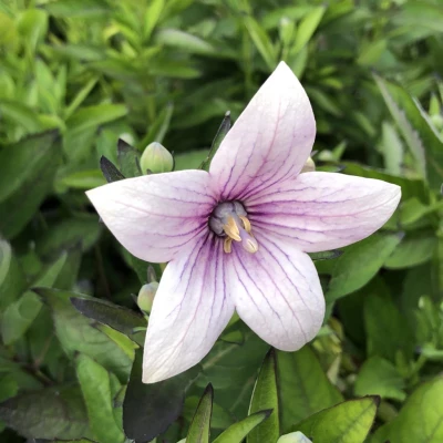 (п.ф.) Платикодон Астра Семи Дабл Пинк, 100шт (№1-68)
