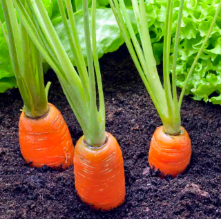 (м.ф.) Морковь Московская зимняя А515, 2г