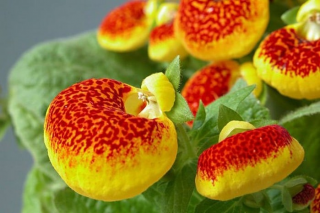 (п.ф.) Кальцеолярия Даинти Ред энд еллоу, 1000 драже (№6-599)