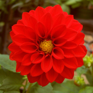 (п.ф.) Георгина Фигаро Ред Шейдес F1,