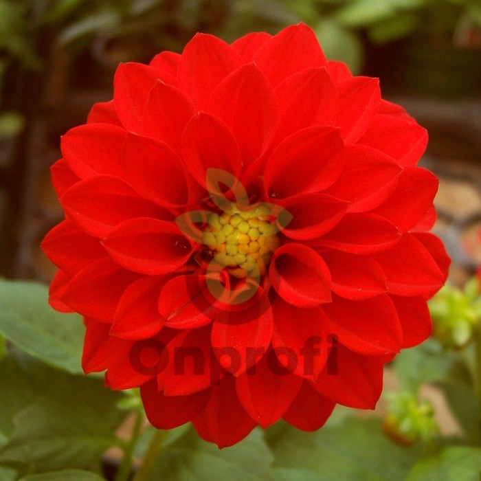 (п.ф.) Георгина Фигаро Ред Шейдес F1,