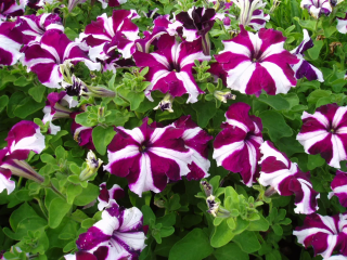 (п.ф.) Петуния Стеллина Стар,