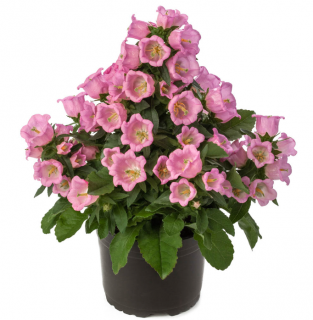 (п.ф.) Колокольчик Лейк Мичиган Парпл F1,