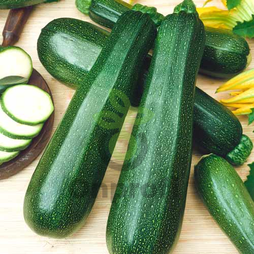 (м.ф.) Кабачок цуккини Аэронавт 4г