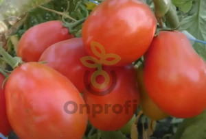 Томат Рио Фуего, 0,5гр (фасовка)