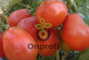 Томат Рио Фуего, 0,5гр (фасовка)