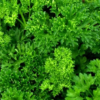 Петрушка кудрявая Эсмеральда, 50гр