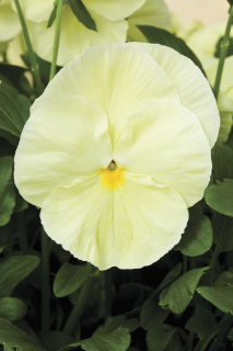 (п.ф.) Виола Виттрока Матрикс Примроуз F1, 250 шт (№4-1)