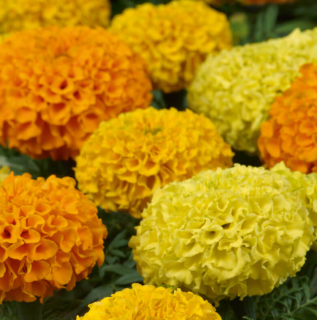 (п.ф.) Бархатцы Тайшан Микс,