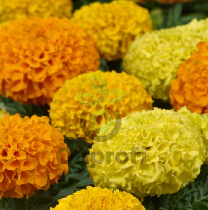 (п.ф.) Бархатцы Тайшан Микс,