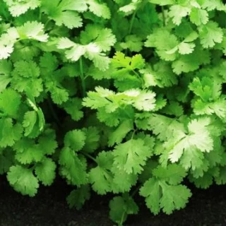 Кориандр Санто F1, 0,5кг