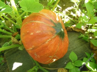 Тыква крупноплодная Китайский Фонарик, 25гр (фасовка)