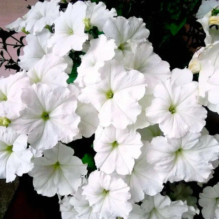 (п.ф.) Петуния Джоконда Вайт,