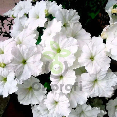 (п.ф.) Петуния Джоконда Вайт,