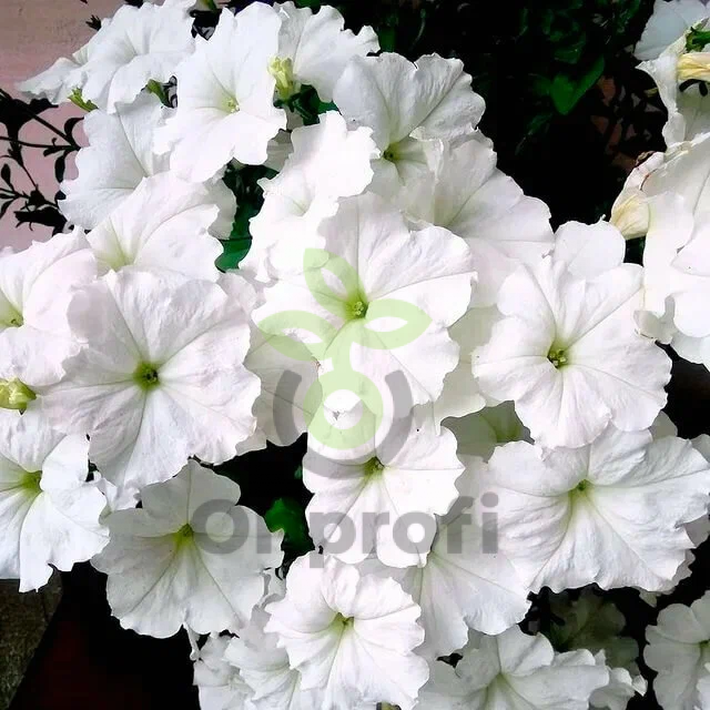 (п.ф.) Петуния Джоконда Вайт,