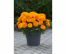 (п.ф.) Бархатцы Тайшан Голд,