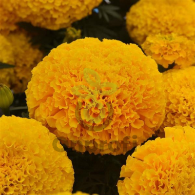 (п.ф.) Бархатцы Тайшан Голд,