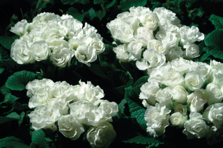 (п.ф.) Примула Примлет Вайт,