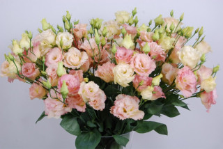 (п.ф.) Эустома Алисса II Шампань F1,