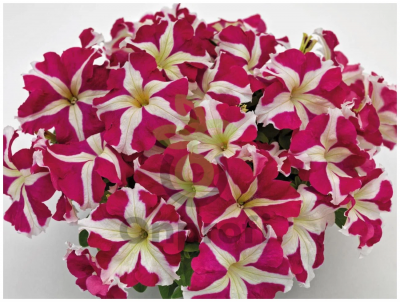 (п.ф.) Петуния БУМ Эйч Ди Роуз Стар,