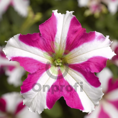 (п.ф.) Петуния БУМ Эйч Ди Роуз Стар,