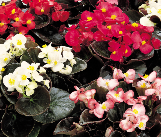 (п.ф.) Бегония Сенатор Микс,