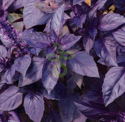 (м.ф.) Базилик фиолетовый 0,3г