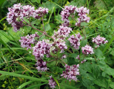 Душица обыкновенная, 0,1гр (фасовка)