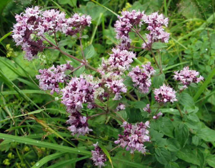 Душица обыкновенная, 0,1гр (фасовка)