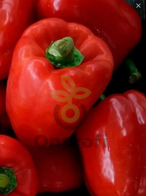 Перец Оленька, 1гр (фасовка)