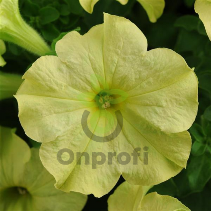 (п.ф.) Петуния Софистика Лайм Грин F1, 