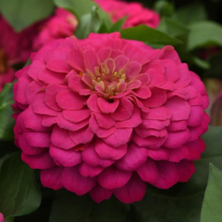 (п.ф.) Циния Зести Пинк, 100 шт (№6-71)