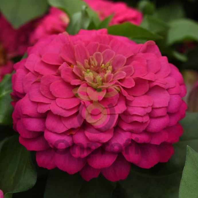 (п.ф.) Циния Зести Пинк, 100 шт (№6-71)