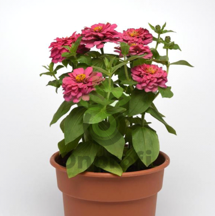 (п.ф.) Циния Зести Пинк, 100 шт (№6-71)