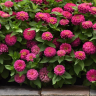 (п.ф.) Циния Зести Пинк, 100 шт (№6-71)