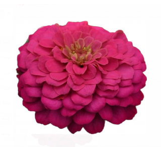 (п.ф.) Циния Зести Пинк, 100 шт (№6-71)