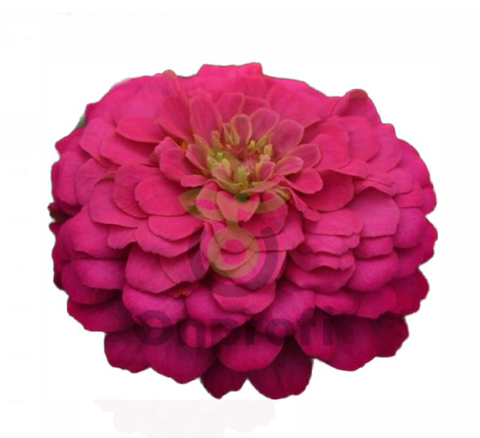 (п.ф.) Циния Зести Пинк, 100 шт (№6-71)