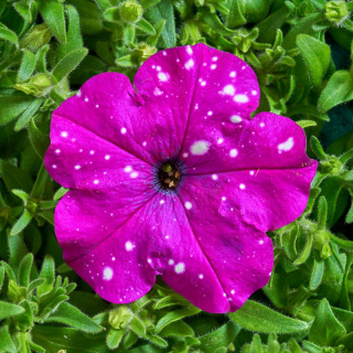 (п.ф.) Петуния Дот Стар Дарк Виолет,