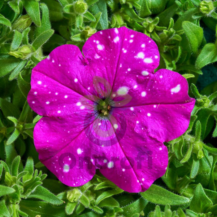 (п.ф.) Петуния Дот Стар Дарк Виолет,