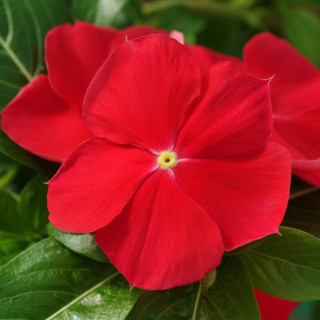 (п.ф.) Катарантус Медитеррианен ХР Ред, 1000 шт (№7-71)