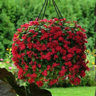 (п.ф.) Катарантус Медитеррианен ХР Ред, 1000 шт (№7-71)