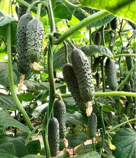 Огурец Саунд F1,