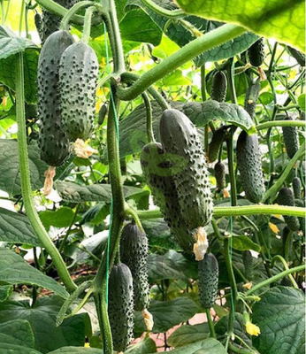 Огурец Саунд F1,