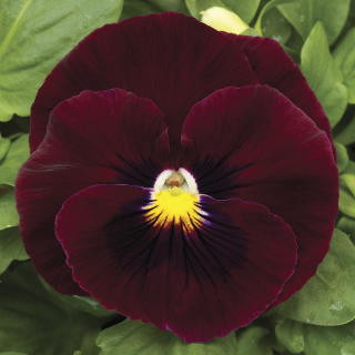 (п.ф.) Виола Виттрока Мамонт Роки Роуз F1,