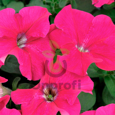 (п.ф.) Петуния Ло Райдер Роуз,